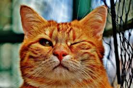 The mischievous and magical spirit that is enslaved by prospero in shakespeare's the tempest. Short Names For Cats Male Female More Than 200 Ideas