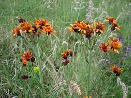 Image result for Emilia subscaposa