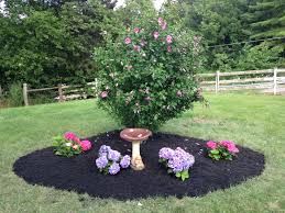 Posts About Rose Of Sharon On Last Train Vineyard Rose Of Sharon Bush Rose Of Sharon Hydrangea Flower Bed