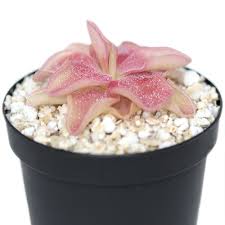 Image result for Pavetta pierlotii