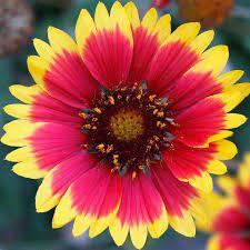 Blanket Flower Gaillardia Wildflower Seeds 1 Oz Perennial Wild Flower Garden Seeds Ga Flower Landscape Garden Flowers Perennials Beautiful Flowers Garden