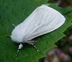 We did not find results for: White Satin Moth Naturespot