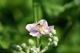 1. FES (Aloe Vera-Corn)