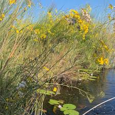 Image result for Senecio strictifolius