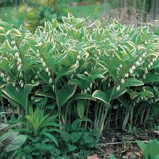 Water solomon's seal well until established, after which the plants are relatively drought tolerant. Soloman S Seal For Sale Low Price Fast Shipping