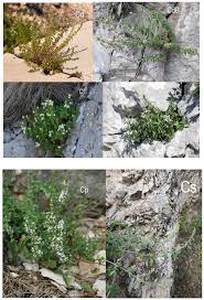 Image result for Micromeria imbricata