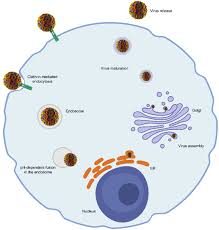 Image result for Yellow Fever