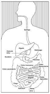 El Aparato Digestivo Y Su Funcionamiento Organos Del Aparato Digestivo Organos Del Cuerpo Humano Sistema Digestivo Para Ninos