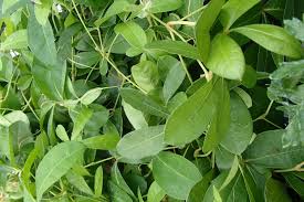 Image result for Rhoicissus digitata