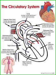 When fluid is driven by a pump (the heart) thru a circuit of closed vessels, there is pressure. Pin By Erin Mc Linden On The Human Body Circulatory System Human Circulatory System Circulatory System For Kids