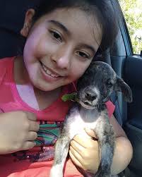 Amigos de los Animales har lagt...