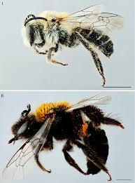 Before introducing the book how to heal a broken wing, have students do some simple things with one hand in their pockets or held behind their backs in this sweet retelling of a traditional jewish tale, a lowly bee unexpectedly repays the kindness of a king by helping him solve a queen's difficult riddle. Dna Barcoding The Bees Hymenoptera Apoidea Of Chile Species Discovery In A Reasonably Well Known Bee Fauna With The Description Of A New Species Of Lonchopria Colletidae