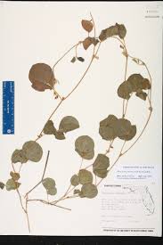 Image result for Rhynchosia resinosa