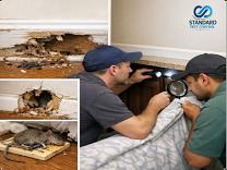 Pest Control in My Area – Bangalore
