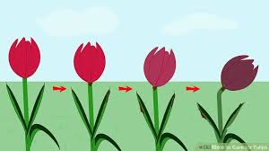 Botany of desire pollan 4 valid points. How To Care For Tulips Cá» Dáº¡i