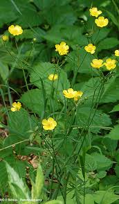 Image result for Ranunculus acris