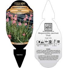 Image result for Hesperantha petitiana