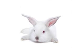 About Albino Rabbits Cuteness Albino Rabbit Baby Animals Albino