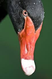Australian Black Bird With White Wing Tips Who Me Animals Animals Beautiful Pet Birds