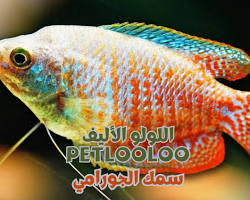 صورة سمكة الجورامي