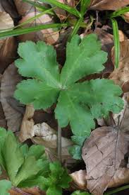 Image result for Sanicula