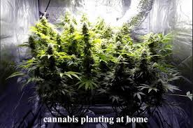 One plant only needs the bare minimum, so whether it's seeds, soil, nutrients, lighting, or even water, you just don't need as much. How To Use Led Grow Light To Help Indoor Cannabis Growers To Earn More Money Agc Lighting