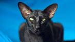 Oriental Shorthair Cat Breed - Complete Description ...