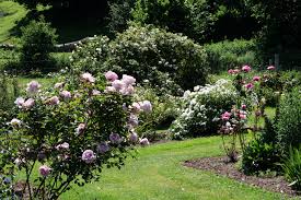Maybe you would like to learn more about one of these? La Rose Du Petit Prince Gronloof Rosen Hemerocallisverkauf