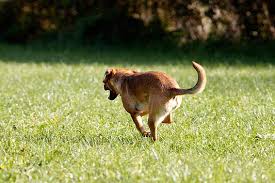 Katze nuki wird in landscha/gabersdorf vermisst. Hund Vermisst Was Tun Die Tierexperten