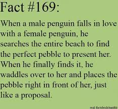 Penguins shout their love for each other by screaming it out loud. Soulmate Quotes Penguin Proposals Soulmate Soulmate Q Flickr