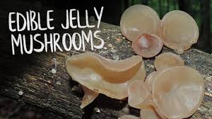 We did not find results for: Edible Jelly Mushrooms Wood Ear Amber Jelly Roll Youtube