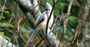 Birds Of Western North Carolina Photos North Carolina Mountain Birds Tufted Titmouse Beautiful Birds Titmouse Pet Birds