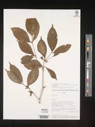 Image result for Aulacocalyx jasminiflora