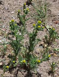 Image result for Dicoma arenaria