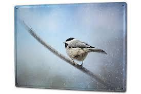 Ornithol|nocat espèce de petit oiseau passereau d'eurasie et d'afrique du nord, mésange à la calotte noire, aux joues blanches, au dos verdâtre, et avec une bande noire le long de la poitrine et du ventre jaunes. Plaque Maill E Xxl Oiseau M Sange Bleue Eur 19 99 Picclick Fr