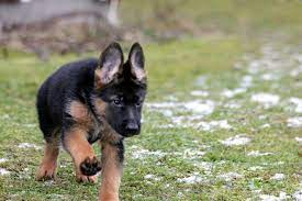 We have everything you are looking for! What To Look For When Buying A German Shepherd Puppy Step By Step Guide Ethical Considerations