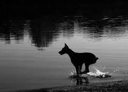 صور كلب الدوبرمان doberman live wallpapers european doberman