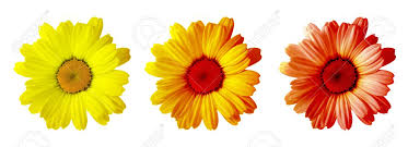 Download Three Flowers Camomiles With Different Color Of Leaves Stock Photo Picture And Royalty Free Image Image 8485454