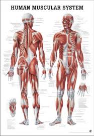 This is an online quiz called human body muscle diagram. Human Muscular System English 70 X 100 Cm Paper Ch04