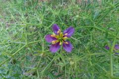 Image result for Fagonia isotricha