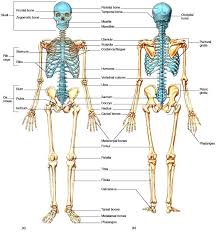 Skeletal System Functions Structures Pt Skills