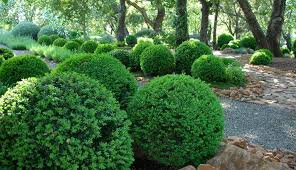 There S A Boxwood For Every Garden