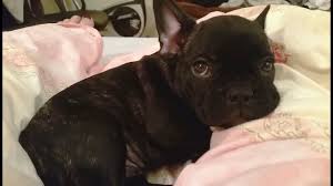 Disqualifying colors and patterns include, but are not limited to, solid black, black and tan, black and white, white with black, blue, blue fawn, liver, and merle. Cute French Bulldog Puppies Youtube
