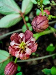 Image result for Illigera