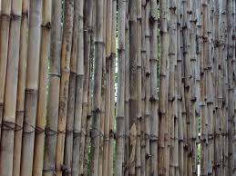 Maybe you would like to learn more about one of these? Memilih Bambu Yang Kuat Untuk Furniture Dan Bangunan Rumah Arafuru