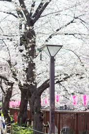 tokyo day 3 yoyogi park meguro river and a fun dinner experience yoyogi park fun dinners tokyo