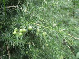 Image result for Asparagus minutiflorus