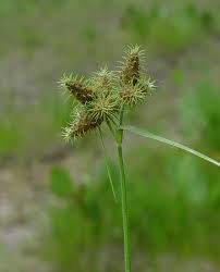 Image result for Fuirena pubescens