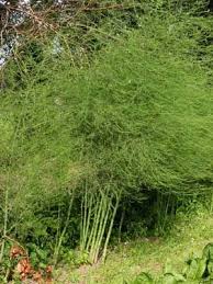 The History Of Asparagus Asparagus Plant Edible Wild Plants Growing Asparagus