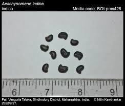 Image result for Aeschynomene sp. B